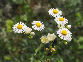 Fototapeta premium Erigeron annuus or Aster annuus, white daisy like flowers, close up. Annual fleabane or daisy fleabane is herbaceous, annual or biennial weed and flowering plant in the composite family Asteraceae.