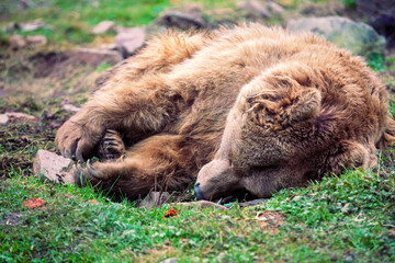 Fototapeta premium A sleeping adult brown bear in the wild forest