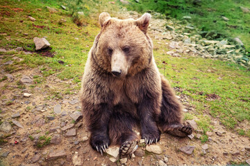 An adult brown bear sits in the wild
