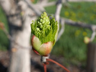 Closeup of Ohio buckeye flowers in early spring, Colorado