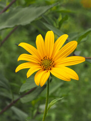 Helianthus tuberosus, bright yellow flower, close up. Jerusalem artichoke, called as sunroot, sunchoke, wild sunflower, topinambur or earth apple is species of sunflower or aster family, Asteraceae.