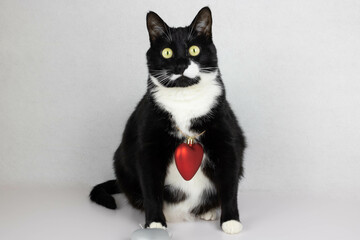 Obraz premium A curious black and white cat with a red toy heart around its neck is sitting quietly on the table. The concept of love, Valentine's Day, March 8th