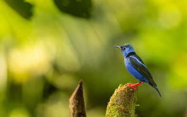 männlicher Türkisnaschvogel,  Rotfußhonigsauger (Cyanerpes cyaneus)