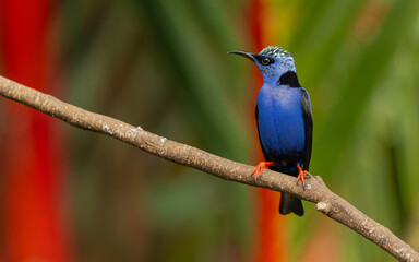 Türkisnaschvogel,  Rotfußhonigsauger (Cyanerpes cyaneus)