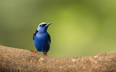 männlicher Türkisnaschvogel,  Rotfußhonigsauger (Cyanerpes cyaneus)