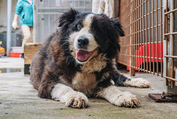 A shelter dog patiently waits for a loving home at an animal shelter.