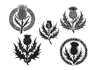 Scottish thistle vector