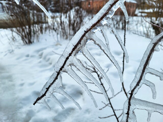 A rosehip branch with needles in close-up covered with ice, on a winter day after an icy rain