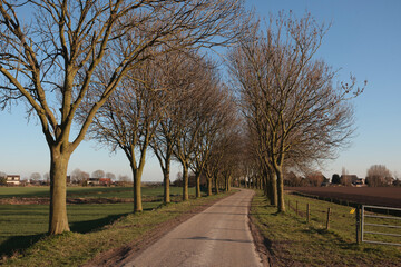 Tree-lined country road leading through rural landscape on a clear day with blue skies and bright sunlight