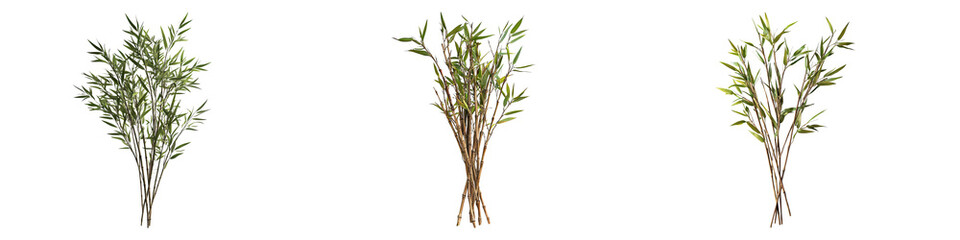 Fototapeta premium Bamboo branches isolated on transparent background, Set of