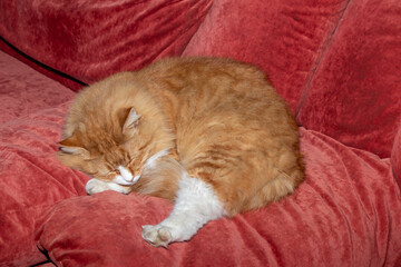 Red and fluffy cat lies on the sofa. Pets. Daytime sleep.