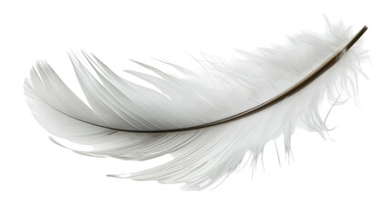 Obraz premium Soft white feather resting on a light background with delicate details visible