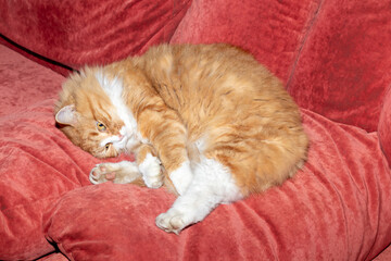 Red and fluffy cat lies on the sofa. Pets. Daytime sleep.