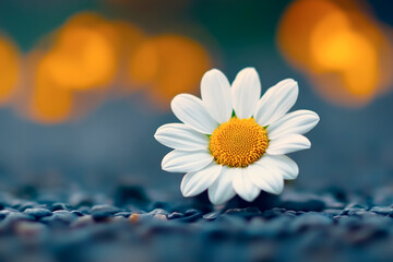 Delicate daisy blooms amidst serene pebbles, enchanting evening light dances around its gentle form