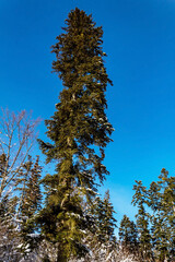 Landscapes - Forest - Europe, Romania, Suceava region