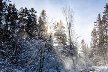 Landscapes - Forest - Europe, Romania, Suceava region