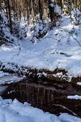 Landscapes - Forest - Europe, Romania, Suceava region