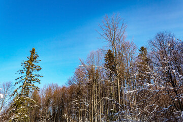 Landscapes - Forest - Europe, Romania, Suceava region