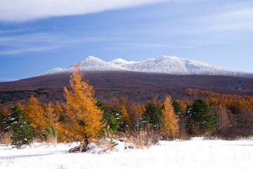 日本、青森、八甲田連峰の雪景色と紅葉