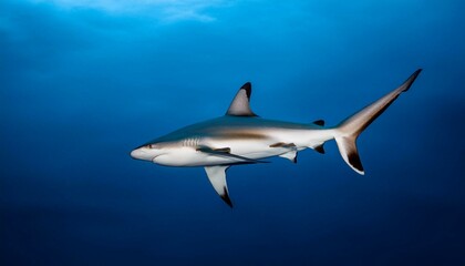 Fototapeta premium shark in aquarium