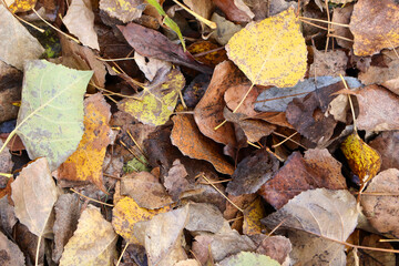 Detailed close-up of colorful autumn leaves scattered on the forest floor, showcasing textures and natural patterns