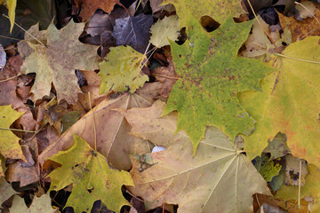 A detailed close-up of vibrant yellow and green autumn maple leaves scattered on the forest floor, showcasing the textures and colors of the fall season