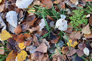 Close-up view of colorful autumn leaves scattered on the ground, mixed with fresh green grass and small plants, highlighting the contrast of fall and nature's renewal