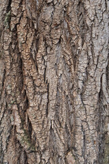 Detailed close-up of tree bark with deep cracks and rough textures, showcasing the natural patterns and earthy tones of aged wood