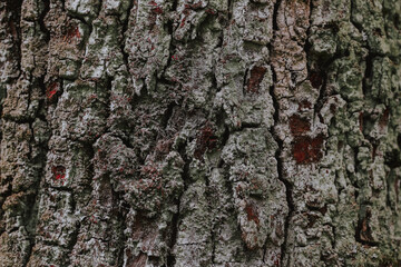 tree bark texture on background