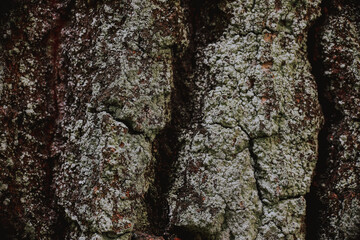 tree bark texture on background