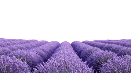 lavender flowers on white background