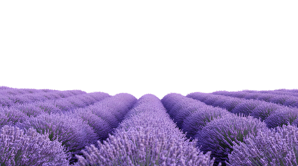 lavender flowers on white background