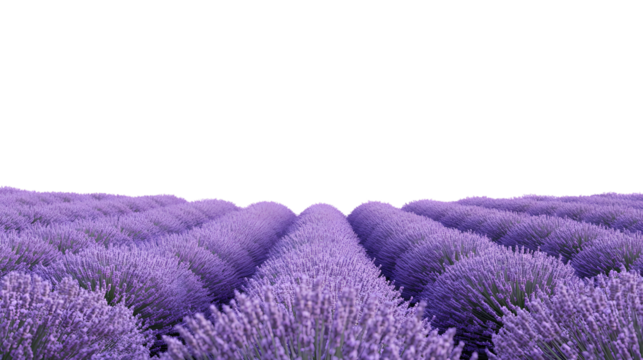 lavender flowers on white background