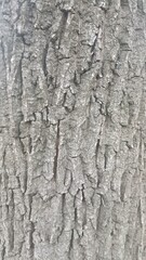 bark of a trees background, wooden texture 