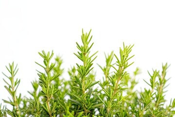 Obraz premium Rosemary alone on white prepared rosemary fresh green rosemary