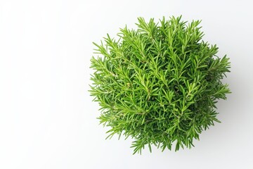 Rosemary alone on a white backdrop viewed from above