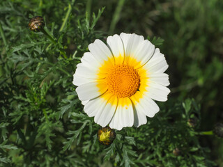 Garland chrysanthemum or Glebionis coronaria blossom. White daisy like, marguerite flower with yellow center. Chrysanthemum coronarium is leaf vegetable, flowering plant in the daisy family Asteraceae
