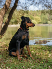 A dog, a German Pinscher breed, black and tan color, sits on the shore of a lake under a tree in summer.