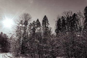 Landscapes - Forest - Europe, Romania, Suceava region