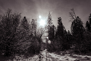 Landscapes - Forest - Europe, Romania, Suceava region