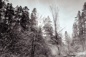 Landscapes - Forest - Europe, Romania, Suceava region