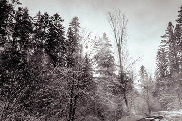 Landscapes - Forest - Europe, Romania, Suceava region