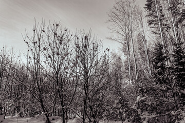 Landscapes - Forest - Europe, Romania, Suceava region