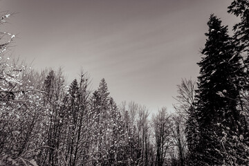 Landscapes - Forest - Europe, Romania, Suceava region