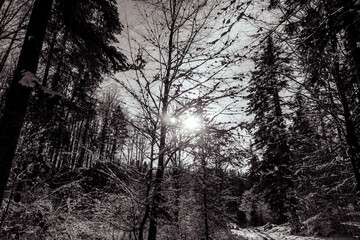 Landscapes - Forest - Europe, Romania, Suceava region