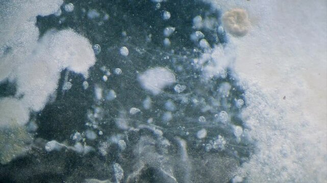 Bacterial colony biofilm moving under microscope dark field wits some single cell organisms in background