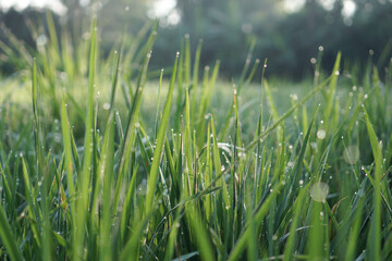 Dew on Rice Field Grass