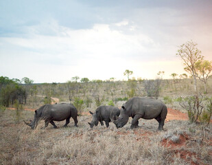 Fototapeta premium Rhino, group and safari sunset for conservation, protection and big game survival for savannah tourism. Protected indigenous animal, herd and serengeti ecology for wildlife and endangered species