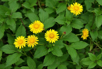yellow flowers in the garden