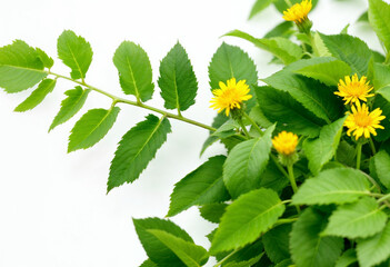 flower, spring, nature,